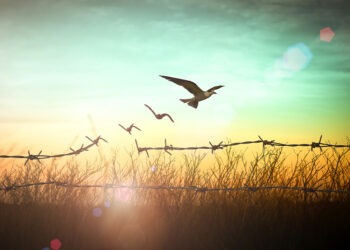 İnsan Hakları İhlali Ve Savaş Suçu Kendi Refahımızdan Önemli Mi?