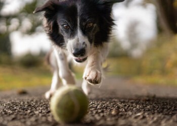 Sadık Dostlarımız: Avrupa’nın Evcil Hayvanları