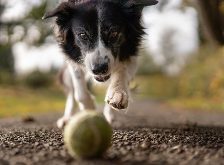 Sadık Dostlarımız: Avrupa’nın Evcil Hayvanları