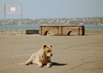 Sokak ve Barınak Arasında: Toplumun Sokak Hayvanlarına Bakışı