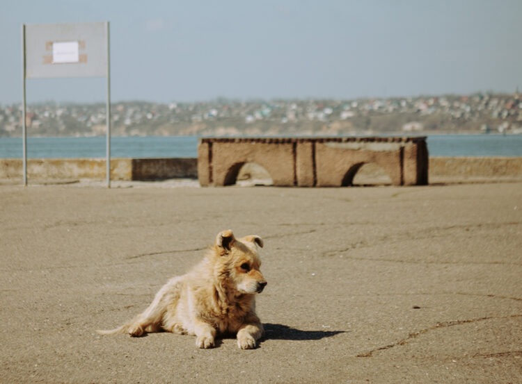 Sokak ve Barınak Arasında: Toplumun Sokak Hayvanlarına Bakışı