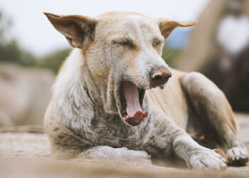 Bir Aşk Nefret İlişkisi: Sokak Hayvanları