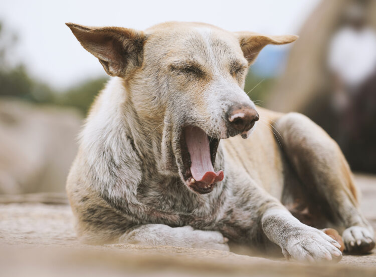 Bir Aşk Nefret İlişkisi: Sokak Hayvanları
