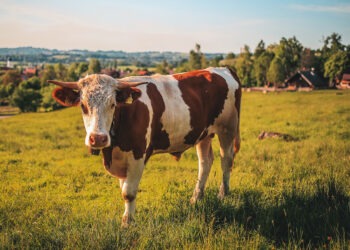 Süt Krizi Büyüyor: Fiyat Artışlarının Sebebi