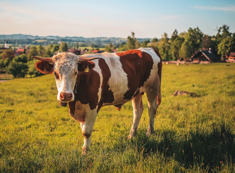 Süt Krizi Büyüyor: Fiyat Artışlarının Sebebi