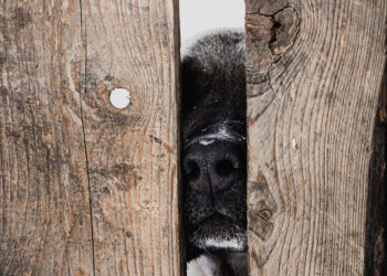 Türkiye’de Hayvan Refahı ve Barınak Sorunu